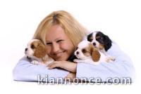 Adorables Chiots Cavalier King Charles Pure Race