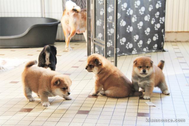 Sublimes Chiots Shiba Inu Pure Race 