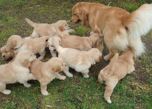 Magnifiques Chiots Golden Retriever Pure Race