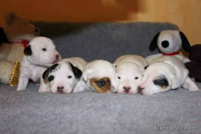 Adorables Chiots Jack Russel Pure Race