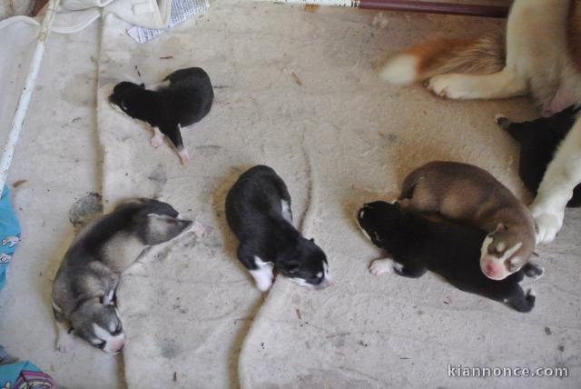 Magnifiques Chiots husky Siberien Pure Race