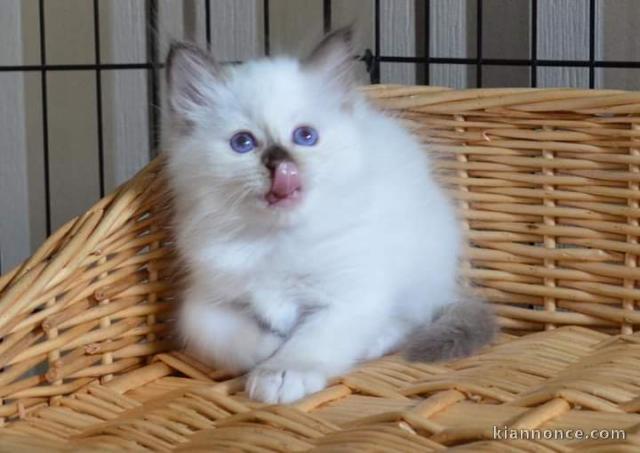 Magnifiques chatons Sacré de Birmanie à donner 