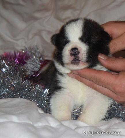 Adorable chiot  Akita Inu à donner .