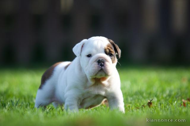 Adorable chiot Bulldog Anglais  à donner
