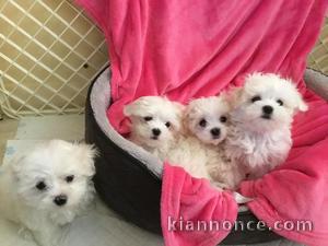 Chiots maltais étonnants