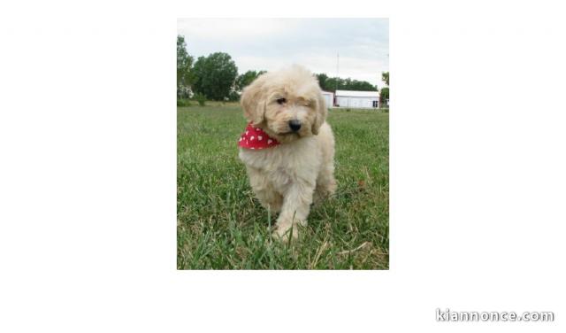 Chiots Goldendoodle dans l\