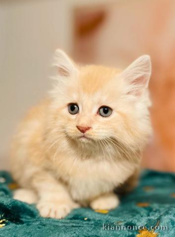 Chatons Maine coon a donner