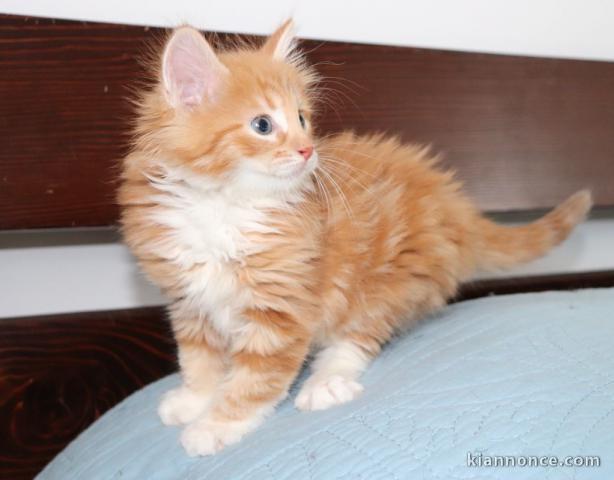 magnifiques chatons Norvégien a donner