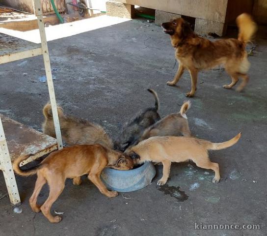 chiots sevrés plus de deux mois