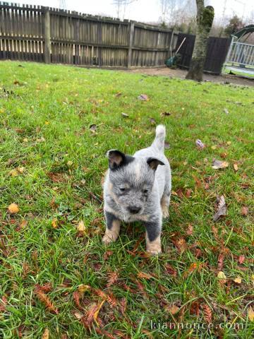 CHIOT BOUVIER AUSTRALIEN