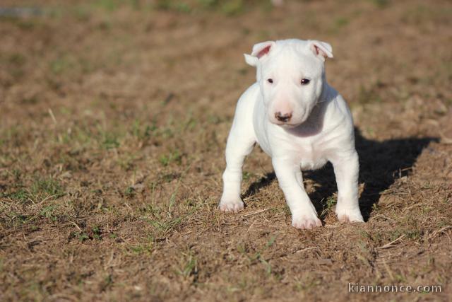 chiot Bull Terrier Miniature