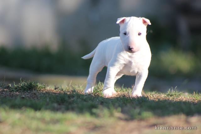 chiot Bull Terrier Miniature