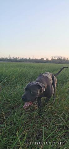 cane corso gris bleu mâle 500