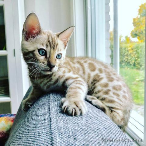 Bengal pour famille adoption