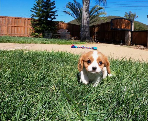 Cavalier king a donner