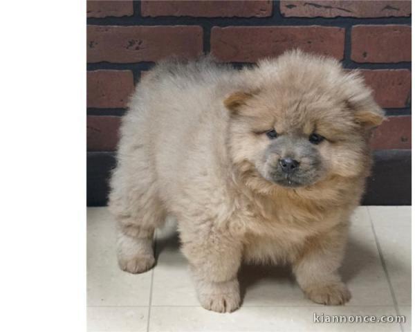 CHOW CHOW femelle A DONNER 