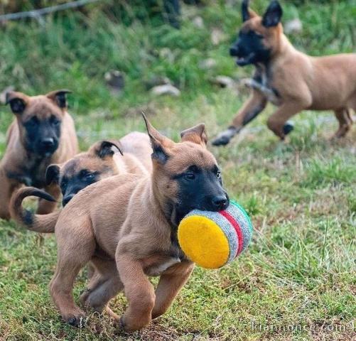 Magnifique choit berger malinois