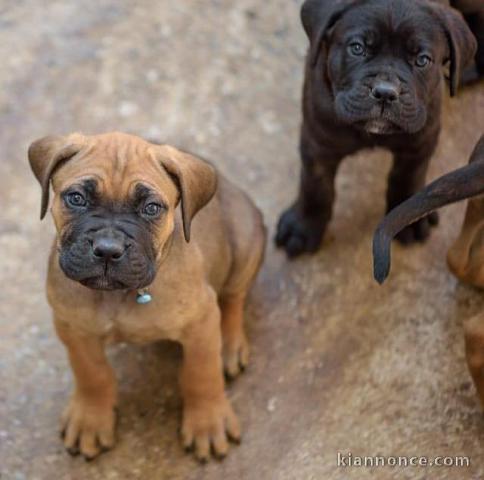 Adorables chiots canne corso