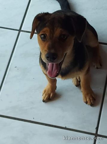 Donne chiot Croiser berger 