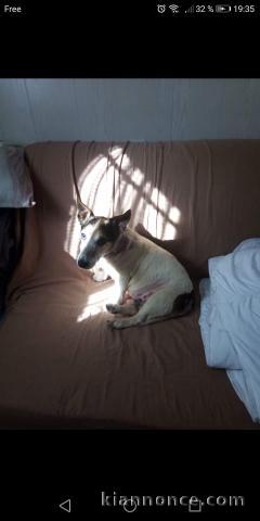 Donne djack russel 14 ans