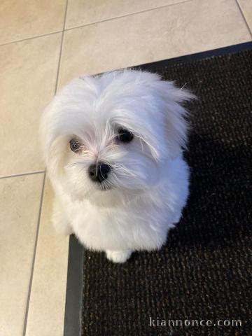 Magnifiques chiots caniches 