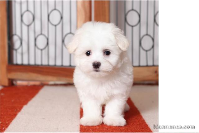 Chiots Maltais disponible