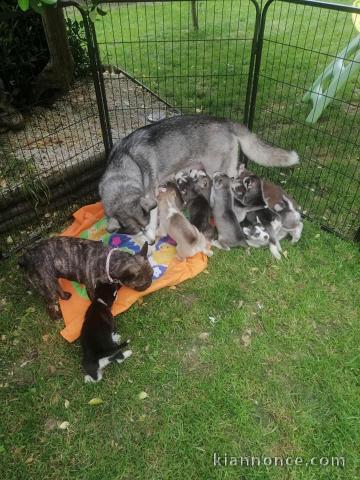Superbes Chiots Siberian Husky Pure Race