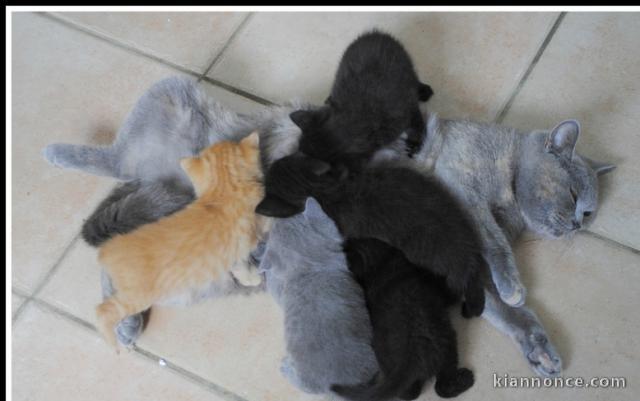 Superbes Chatons British Shorthair Pure Race