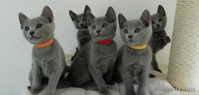 Adorables chatons Bleu Russe déjà sevrés