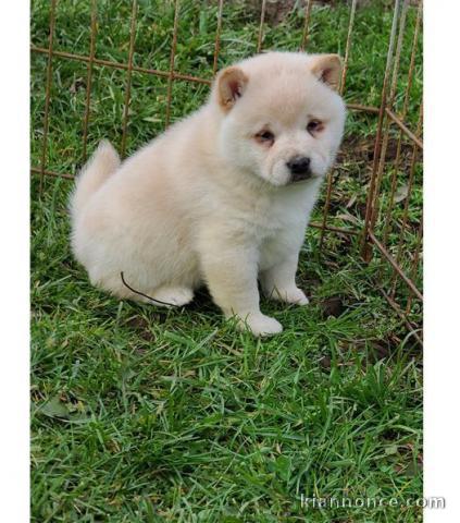Chiots shiba inu femelle 