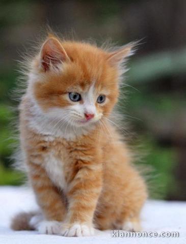 Chaton maine coon non lof 