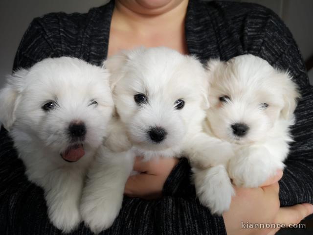 Superbes Chiots Coton de Tuléar Pure Race Pedigree
