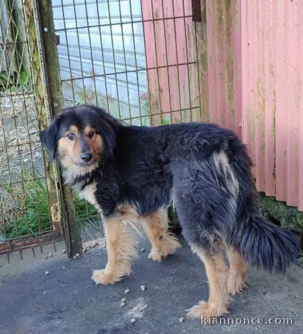 Donne chien, bientôt 3 ans 