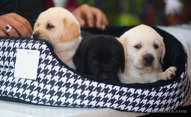 Magnifiques chiots Labradors Retriever pure race