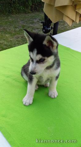 Chiots Husky Sibérien﻿
