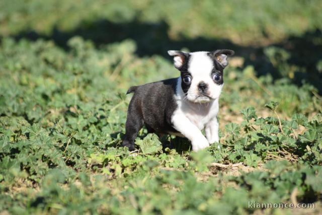 chiots boston terrier