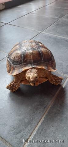 Tortue femelle sculata magnifique 7 ans