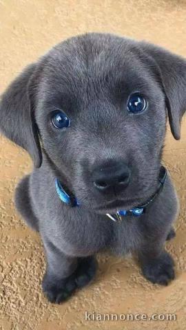 Mignon Chiot de race LABRADOR  femelle non inscrit au lof 