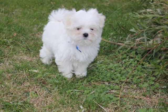 chiot Bichon Maltais a donner