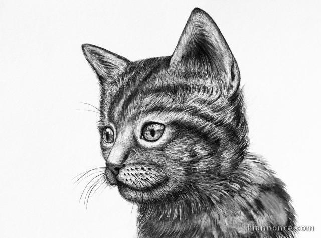 recherche chaton de 3 mois max