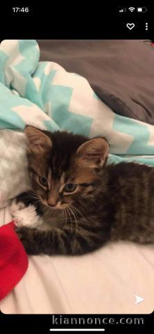 Recherche bébé chat de préférence européen poil mi long urgent