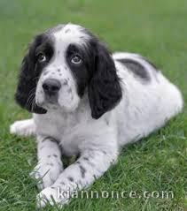 setter anglais a donner