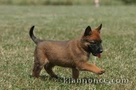berger belge malinois a donner