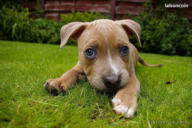 stafford terrier a donner