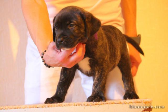 CHIOT DOGO CANARIO femelle