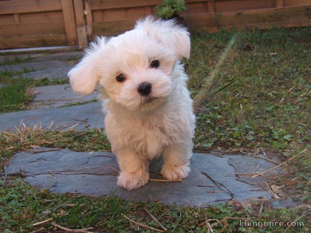 chiot bichon maltais a donner