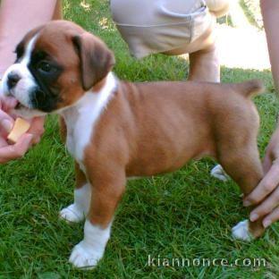 Superbe Chiots boxer non lof