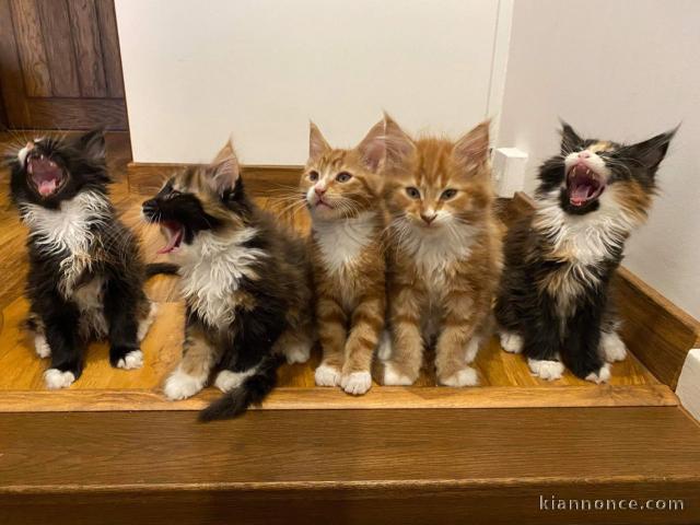 Main Coon Kittens tous réservés