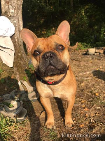 Vend magnifique bouledogue français
