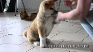 adorable chiot akita inu a donner